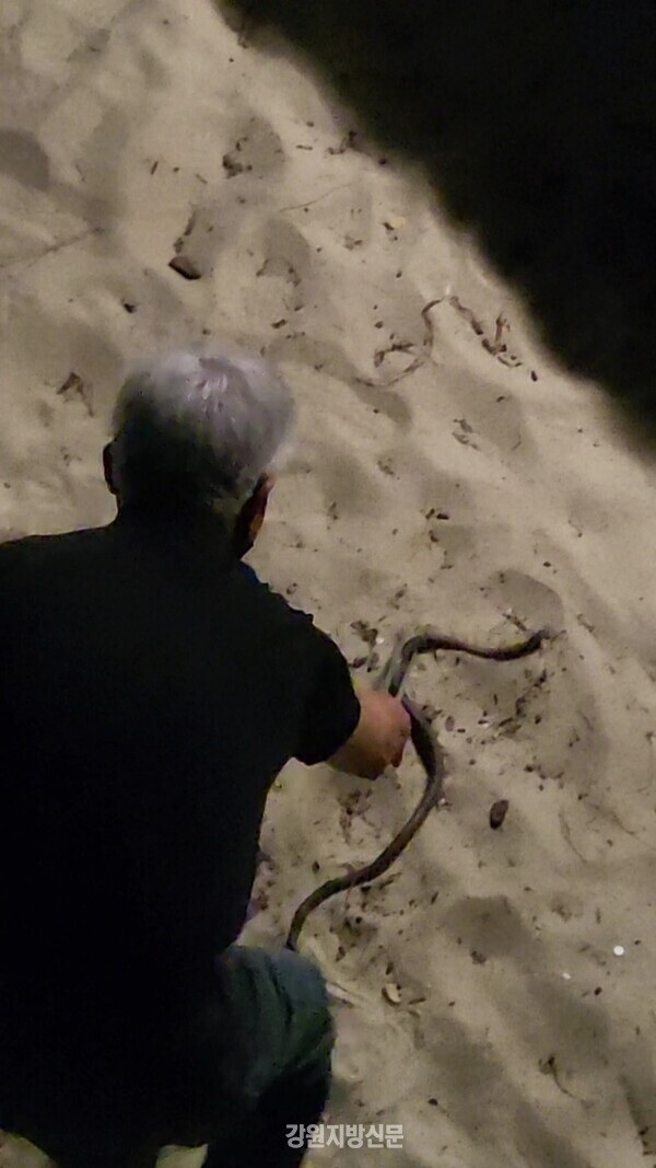 사진=강원 동해시 한섬 해변서 뱀이 발견되자 한 시민이 안전을 위해 집게를 이용, 뱀을 잡고 있다.