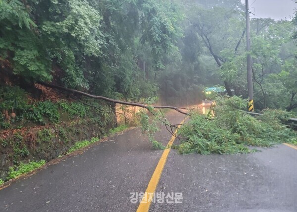 사진=23일 내린 폭우로 인해 춘천시 신북읍 천전리 도로에 나무가 쓰러지면서 도로가 통제됐다. 